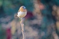 White-rumped Munia Royalty Free Stock Photo