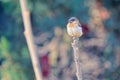 White-rumped Munia Royalty Free Stock Photo