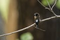 White-rumped munia in Ella, Sri Lanka Royalty Free Stock Photo