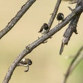 White-rumped munia in Ella, Sri Lanka Royalty Free Stock Photo