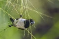 White-rumped munia in Ella, Uva province, Sri Lanka Royalty Free Stock Photo