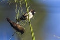 White-rumped munia in Ella, Uva province, Sri Lanka Royalty Free Stock Photo