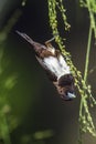 White-rumped munia in Ella, Uva province, Sri Lanka Royalty Free Stock Photo