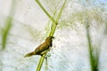 White-rumped Munia - Lonchura striata Royalty Free Stock Photo