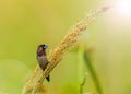 White-rumped Munia (Lonchura striata) Royalty Free Stock Photo