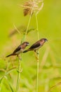 White-rumped Munia (Lonchura striata)