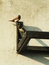 White rumped Munia or Lonchura striata perching Royalty Free Stock Photo