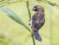 White-rumped Munia Lonchura striata in the rice field. Royalty Free Stock Photo