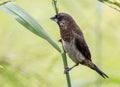 White-rumped Munia Lonchura striata in the rice field. Royalty Free Stock Photo