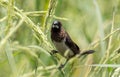 White-rumped Munia Lonchura striata in the rice field. Royalty Free Stock Photo