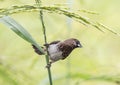 White-rumped Munia Lonchura striata in the rice field of Tha Royalty Free Stock Photo