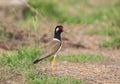 White-rumped Munia Lonchura striata in the rice field. Royalty Free Stock Photo