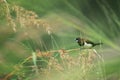 White-rumped Munia - Lonchura striata Royalty Free Stock Photo