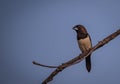 White rumped munia Lonchura striata Royalty Free Stock Photo