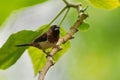 White-rumped Munia or Mannikin - Lonchura striata or white-rumped mannikin, also called striated finch in aviculture, small Royalty Free Stock Photo