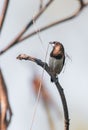 White-rumped munia or white-rumped mannikin, sometimes called striated finch in aviculture, is a small passerine bird from the Royalty Free Stock Photo