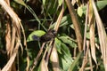 White Rumped Munia Royalty Free Stock Photo