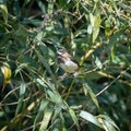 White Rumped Munia Royalty Free Stock Photo