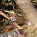 White Rumped Munia Royalty Free Stock Photo