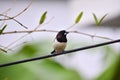 White rumped munia