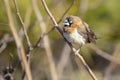 White-rumped Munia Royalty Free Stock Photo