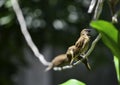 white rumped munia small bird brown color on electric wire cable animal wildlife in natural botanic garden with copy space. No peo