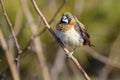 White-rumped Munia Royalty Free Stock Photo