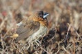 White-rumped Munia