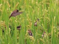 White-rumped Munia Royalty Free Stock Photo