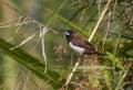 white-rumped munia or white-rumped mannikin Royalty Free Stock Photo