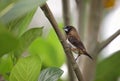 white-rumped munia or white-rumped mannikin Royalty Free Stock Photo