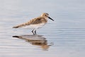 White-rumped Sandpiper Royalty Free Stock Photo
