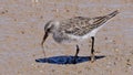 White-rumped sandpiper pulling out a worm from the mud Royalty Free Stock Photo