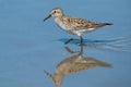 White-rumped Sandpiper - Calidris fuscicollis