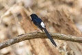 White-rumped shama bird on the branch Royalty Free Stock Photo
