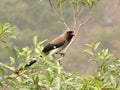 A white-rumped shama bird