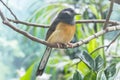 White-Rumped Shama in a branch, Turdidae