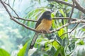 White-Rumped Shama in a branch, Turdidae