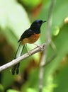 White-rumped Shama Copsychus malabaricus on branch in green background