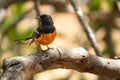 White-rumped Shama Royalty Free Stock Photo