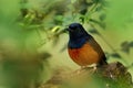 White-rumped shama, Copsychus malabaricus, perched on rock in green rain forest. Male of small bird with glossy black feather Royalty Free Stock Photo