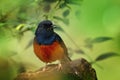 White-rumped shama, Copsychus malabaricus, singing song in green rain forest. Male of small bird with glossy black feather Royalty Free Stock Photo