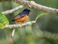 White-Rumped Shama Royalty Free Stock Photo