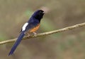 White-rumped shama