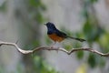 White-rumped Shama