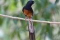 White-rumped Shama