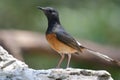 White-rumped Shama