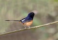 White-rumped shama