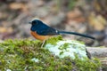 White-rumped sharma