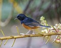 Thrush White-rumped